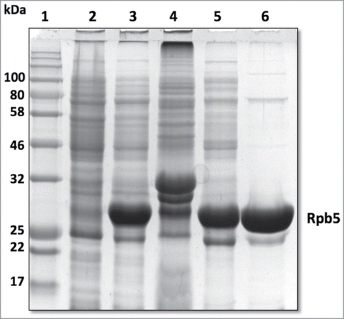 Figure 2. Rpb5 protein expression, solubility and purification analysis. Protein samples were separated by 12 % SDS-PAGE, and stained with CBB. Lane 1: Molecular weight marker. Lane 2: Rpb5 Un-induced control lysate. Lane 3: Rpb5 Induced lysate. Lane 4: Rpb5 protein pellet fraction after lysis. Lane 5: Soluble fraction after lysis. Lane 6: purified Rpb5 protein.