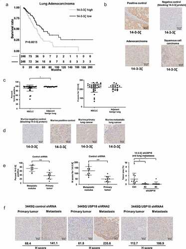 Figure 7. Association between 14-3-3ζ expression and human lung adenocarcinoma survival are presented along with expression profiles for 14-3-3ζ proteins in human and murine lung cancers. Panel A interrogated using TCGA database the Kaplan-Meier analysis of unfavorable survival of human lung adenocarcinomas (P = .0015) that exhibit higher levels of 14-3-3ζ expression versus those exhibiting lower expression. Panel B provides representative immunohistochemical staining images respectively for a 14-3-3ζ positive control (human breast cancer), a negative control with recombinant 14-3-3ζ protein blocking as well as expression profiles for human lung adenocarcinoma and squamous cell carcinoma cases. (c) Immunohistochemical expression of 14-3-3ζ is shown for non-small cell lung cancer (NSCLC) cases versus adjacent histopathologically benign lung with results displayed as the percent expression (left panel) and H-index (right panel). The symbol * refers to a statistical difference (P < .05). (d) This panel shows representative immunohistochemical expression profiles for murine 14-3-3ζ protein with independent blocking protein negative control, positive control, primary murine lung cancer and metastatic lung cancer images. (e) The percent (left panel) and H-index (middle panel) for 14-3-3ζ immunohistochemical expression in primary versus metastatic murine lung cancers showed statistically significant higher levels of 14-3-3ζ in metastatic versus primary lung cancers in shRNA-control transfectants (* P < .05 and *** P < .001). (f) In marked contrast the lung cancers of shRNA-targeting USP18 exhibited a statistically significant decrease in metastatic lesions (right panel). In both shRNA control and shRNA-targeting USP18 cases the H-index of 14-3-3ζ expression was much higher in metastatic murine lung cancers as compared to the paired primary from the same mouse.