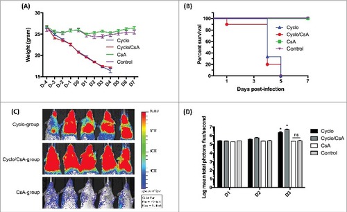 Figure 2. (A) Mean weight of mice. No significant weight loss was observed in the control group and the group receiving only CsA, suggesting an absence of infection. However, the mean weight of all mice receiving cyclophosphamide decreased from D-4 onwards. (B) Survival rate. The median survival for mice in the cyclo group and cyclo/CsA group was 4 d. The survival of the control group and the CsA group mice was 100% and was significantly higher than that of the other 2 groups. (C) Bioluminescence emission from representative mice on D3 after 5-min exposure. (D) Mean total photons flux (expressed in log scale). There was no significant difference in bioluminescence between the groups on D1 and D2. On D3, there was no significant difference in bioluminescence between the control group and the CsA group. The values of both the cyclo group and cyclo/CsA group were significantly higher than those of the CsA group and the control group. In addition, the bioluminescence of the cyclo/CsA group was significantly higher than that of the cyclo group. Each group contained 10 mice. #p < 0.05