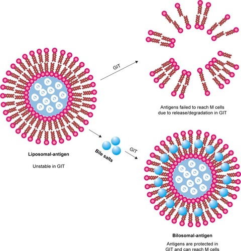 Figure 4 Bilosome-based adjuvants for oral vaccination.Notes: Assembly of the bilosome-based oral vaccines comprising liposome, bile salts, and the hydrophilic antigens. Protection of bilosome on the antigens enhance their resistance against the harsh environment in GIT.Abbreviation: GIT, gastrointestinal tract.