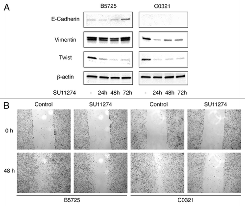 Figure 5. Inhibition of Met in TNBC cells caused downregulation of Twist, alteration in E-cadherin and vimentin expression, and reduced cell migration. (A) Western blot analysis of E-cadherin, vimentin, and Twist in B5725 and C0321 cells incubated with 6 μM SU11274 for 24, 48, and 72 h. The control cells were incubated with DMSO. (B) Representative images of the wound healing assay. Cells were incubated with SU11274 (6 μM) or DMSO as control.