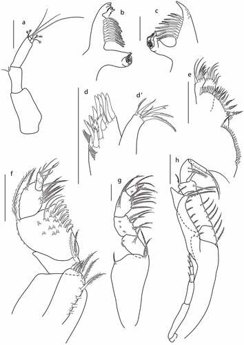 Figure 19. Eocuma olokunae sp. nov., non-ovigerous female, paratype (ZMBN 149207). a, Antennule; b, left mandible; c, right mandible; d, maxilla outer endite; d’, maxilla inner endite; e, maxillula; f, maxilliped 1; g, maxilliped 2; h, maxilliped 3. Scale bars = 0.1 mm.