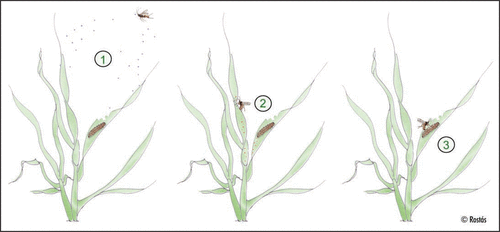 Figure 1 Host location behavior of the parasitoid Cotesia marginiventris. (1) Female wasp is attracted to an infested plant by herbivore-induced plant volatiles (green leaf volatiles, terpenes, shikimic acid-derived compounds). (2) Parasitoid searches plant for non-volatile chemical cues such as caterpillar footprints (or feces, silk), indicating the presence of a host. (3) Host recognition and oviposition into the caterpillar.