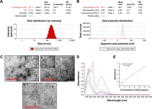 Figure 1 Size characterization and encapsulation and loading efficiencies of chitosan-based nanoEGCG. (A) Size measurement and distribution of nanoEGCG using dynamic light scattering. (B) Zeta potential measurement of nanoEGCG. (C) Representative transmission electron microscopy photomicrographs showing the relative homogeneous size and morphology of (i) diluted nanoEGCG and (ii) undiluted nanoEGCG, and (iii) CHI-Void-NPs. Scale bar=200 nm; the insets represent higher magnification. (D) Encapsulation and loading efficiency of EGCG on to chitosan nanoparticles as monitored with UV-vis spectra for free EGCG (not encapsulated) and total EGCG (encapsulated + free). (E) UV-vis spectra used to construct the standard curve, with EGCG concentrations of 25, 12.5, 6.25, 3.12, and 1.6 µg/mL.Abbreviations: EGCG, (–)-epigallocatechin-3-gallate; nanoEGCG, CHI-EGCG-NPs, chitosan-based polymeric nanoparticle formulation of EGCG; CHI-Void-NPs, chitosan-based void (without EGCG) nanoparticles; UV-vis, ultraviolet–visible.