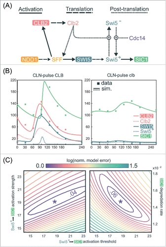 Figure 5. A quantitative model demonstrates the robust activation of SIC1 by low-amplitude SWI5 oscillation. (A) Network topology used for quantitative modeling of transcriptional regulation of SIC1 (see Document S1 for explicit description of equations). (B) Line graphs of selected variables generated by numerical simulation of mathematical model in (A) for a specific choice of parameters, Θ*, along with scatter plots of CLB2, SWI5, and SIC1 levels in the RNA-seq data (in FPKM values) from Rahi et al.Citation33 See Document S1 for the parameter values in Θ*. (C) Contour plots of the logarithm of the local-minimum-normalized model error over 2 2-dimensional regions of parameters space, centered at Θ*. In particular we plot log(L(Θ)/L(Θ*)), where L(Θ) is the objective function defined in Document S1, as we independently vary several parameters in a neighborhood of Θ*.See also Figure S5.