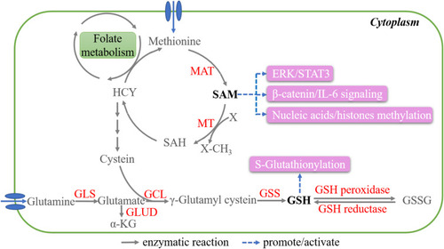 Figure 4 Key metabolites in methionine and glutamine metabolism. The metabolic reactions closely related to SAM and GSH production are shown. SAM is a universal methyl donor and primarily regulates methylation. GSH mainly modify glutathionylation through binding to the cysteine residues of proteins.