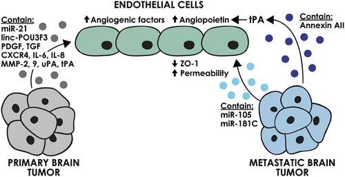 Figure 1. The effect of brain tumour-derived EVs on endothelial cells. EVs derived from primary and metastatic brain tumour cells can deliver angiogenic proteins and miRNAs and promote an angiogenic phenotype in endothelial cells.