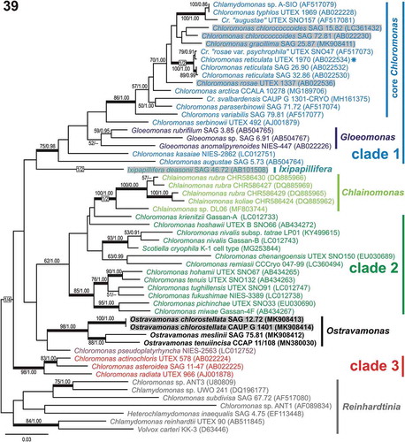 Fig. 39. Maximum-likelihood tree of the Chloromonadinia phylogroup based on rbcL sequences. Numbers next to branches indicate statistical support values: ML bootstraps and BI posterior probabilities. Thick lines indicate branches with statistical support: ML ≥ 80/BI ≥ 0.95. Chloromonas clades 1, 2 and 3 were delimited according to Hoham et al. (Citation2002) and adopted in the previous studies of Barcytė et al. (Citation2018a, Citationb). New sequences are in bold. Grey shaded strains were isolated from terrestrial habitats. The asterisk shows the authentic strain of C. reticulata, which is the type species of the genus Chloromonas.