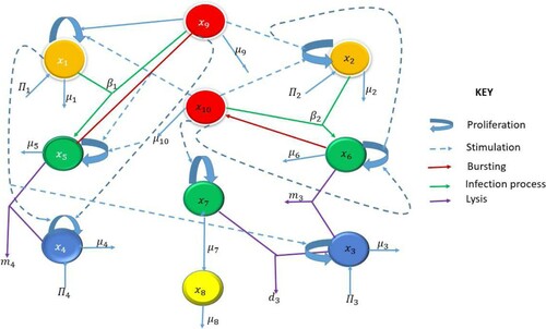 Figure 4. Schematic diagram for the MAM.