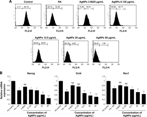 Figure 8 Effect of AgNPs on expression of stem cell markers.Notes: (A) F9 cells were treated with or without RA (1 μM) for 72 h or AgNPs (3.0625 to 50 μg/mL) for 24 h. Flow cytometry was performed to analyze the expression of the Nanog stem cell marker. (B) Real-time quantitative PCR was performed to analyze the expression of various other stem cell markers. The results are expressed as the mean ± standard deviation of three separate experiments. The treated groups showed statistically significant differences from the control group determined using the Student’s t-test (*P<0.05, **P<0.01, and ***P<0.001).Abbreviations: AgNPs, silver nanoparticles; RA, retinoic acid; PCR, polymerase chain reaction; NS, not significant.