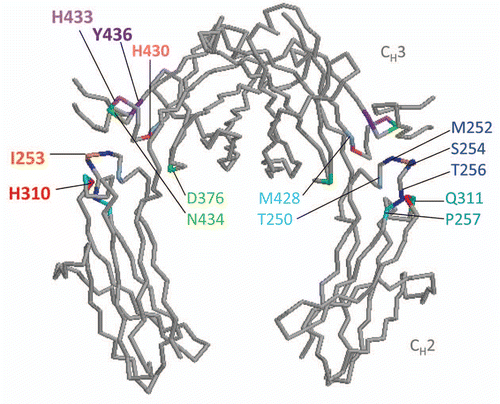 Figure 2 Mutations in amino acid residues in the Fc region to enhance FcRn affinity. Diagram of the Fc portion of human IgG1 (protein data bank (PDB) ID: 1DN2) was generated using RasMol (OpenRasMol).Citation80 FcRn binds at the CH2–CH3 hinge region of Fc at I253, H310, H430, and to a lesser extent H433 and Y436.Citation12–Citation14 Amino acid residues near the Fc hinge region mutated to increase binding to FcRn are grouped in colors according to the various combination listed in Table 1.