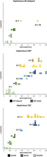 Fig. 6. Ontogenetic body-length frequency of the Haploniscus belyaevi species complex. Bodylength-frequency histograms of ontogenetic stages for three analyzed phenotypic clusters (H. aff. belyaevi, H. ‘KKT’ and H. ‘SO’) and genotypic clusters within. Stages represented include manca I–III, juvenile ♂ IV, preparatory ♂ V, copulatory ♂ VI, preparatory ♀ IV and ovigerous ♀ V.