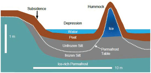 FIGURE 7. Schematic of subsurface structure at the study site. The thawing of ice-rich permafrost at the site produces large-scale subsidence, resulting in a series of depressions filled with water and small hummocks heaved up by ice. The secondary reflection detected in the depressions by the GPR is the boundary between the peat and the underlying silt.