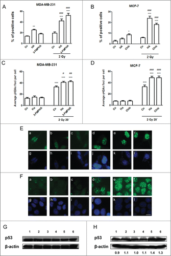 Figure 6. Effect of histamine on radiation-induced DNA damage. (A,C,E,G) MDA-MB-231 and (B,D,F,H) MCF-7 cells were cultured in presence or absence of histamine (HA), 3F-MPHA, clobenpropit (Clob) or were left untreated (Control, C), and were irradiated 24 h after treatment. (A,B) Oxidative DNA damage was evaluated as percentage of nuclear 8-OHdG positive cells 6 h after irradiation. (C,D,E,F) DNA double-strand breaks were evidenced by γH2AX foci formation. (C,D) The average number of foci per cell was determined 20 min after irradiation. Values are means ± SEM of 3 independent experiments (ANOVA and Newman-Keuls post test, *P < 0.05; **P < 0.01; ***P < 0.001 vs. Control; #P < 0.05; ##P < 0.01; ###P < 0.001 vs. 2 Gy Control). (E,F) Representative pictures are shown (630× magnification. Scale bar = 20 μm). (G, H) p53 expression levels were evaluated by Western blot in MDA-MB-231 (G) and MCF-7 (H) cells. Lanes: 1, untreated cells; 2, histamine-treated cells; 3, agonist-treated cells; 4, irradiated and untreated cells; 5, irradiated and histamine-treated cells; 6, irradiated and agonist-treated cells. Data are representative of 2 independent experiments. β-actin was used as load control to normalize the expression levels of p53. Semi-quantitative analysis of band intensities for p53 is shown.