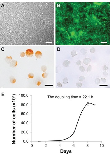 Figure 2 (A–E) Characterization of donor cells cultured by the primary explant-culture method. (A and B) Bright-field images and fluorescence images of donor cells by phase-contrast microscopy. Donor cells of Sprague Dawley transgenic rats showed a cobblestone appearance (A), and enhanced green fluorescent protein expression was stable up to the third passage (B). Scale bars, 100 μm. (C and D) Immunohistochemical analysis of donor cells collected by cytospin. The majority (98.6%) of donor cells were positive for pancytokeratin (C), with only a few positive for vimentin (D) at the third passage collected by cytospin. Scale bars, 20 μm. (E) In vitro cell-growth curve. The calculated doubling time was 22.1 hours.