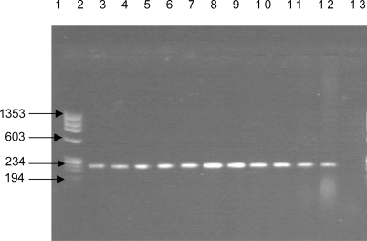 Figure 1 Identification by PCR of Listeria monocytogenes.Notes: Lane: 1, molecular size marker φ × 174 diggers by Hae III; Lanes: 2–11, Listeria monocytogenes samples; Lane: 12, reference strain of Listeria monocytogenes (positive control); Lane: 13, negative control.