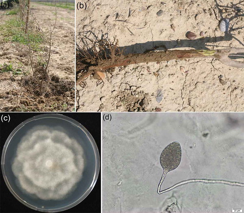 Fig. 1 (Colour online) Symptomatic olive tree: a, Canopy wilt symptoms. b, Lower stem cankering visible when the outer bark is removed. c, Seven-day old culture on PDA. d, Sporangium of P. inundata obtained in soil water.
