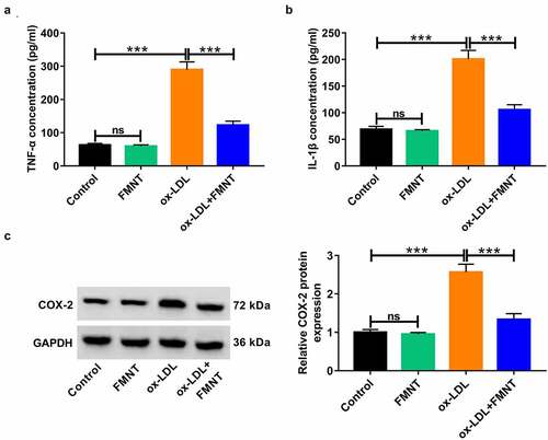 Figure 4. FMNT alleviates ox-LDL-induced inflammatory response in HUVECs. HUVECs were exposed to 40 μg/mL of ox-LDL for 24 h in the presence or absence of 40 µM FMNT. (a and b) The TNF-α and IL-1β levels in culture supernatant were determined by corresponding ELISA kits. (c) Western blot assays of COX-2 protein expression in HUVECs. ***P < 0.001