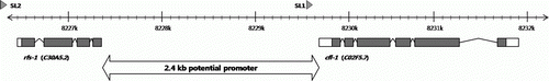 Figure 2.  Genomic structure of cfl-1. The numbers on the tick mark represent the nucleotide on Chr. 3.