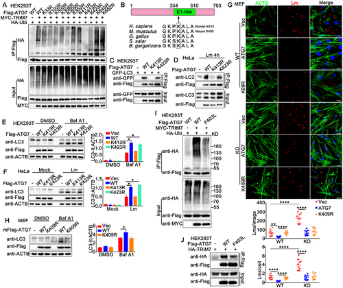 Figure 9. TRIM7 targeted ATG7 for K63-mediated ubiquitination at K413. (A) HEK293T cells were transfected with the indicated plasmids. At 24 h after transfection, immunoprecipitation (IP) and immunoblot (IB) analysis were performed as indicated. (B) Schematic representation of ATG7 protein and interspecific sequence alignments of genomic regions carrying the interchanged amino acids. E1-like domain, E1 activating enzyme-like. (C) HEK293T cells were transfected with the indicated plasmids. At 24 h after transfection, immunoprecipitation (IP) and immunoblot (IB) analysis were performed as indicated. (D) HeLa cells were transfected with indicated plasmids, and then stimulated with Lm (MOI = 10) for 4 h. Afterward, the cells were lysed and subjected to immunoprecipitation (IP) and immunoblot analysis as indicated. (E) HEK293T cells, were transfected with Flag-tagged ATG7 or its mutants as indicated, and then treated with Baf A1 (400 nM) or DMSO as a control for 4 h. The cells were subjected to immunoblot analysis. LC3-II density was shown in the right panel. (F) HeLa cells were transfected with indicated plasmids, and then stimulated with Lm, (MOI = 10) for 4 h. Afterward, the cells were lysed for immunoblot analysis. LC3-II density was shown in the right panel. (G) Wild-type (WT) or trim7-deficient (KO) MEFs were transfected with Flag-tagged mouse ATG7 or its mutant mK409R. 24 h later, the cells were infected with Lm or left uninfected for another 6 h, and then subjected to confocal analysis. The top panel shows DAPI (blue), Lm (red), ACTB (green), and merged views of three channels. Scale bars: 20 μm. The bottom panel shows the statistical analysis of the total number of bacteria and the number of bacteria per cell in all pictures (10 pictures per genotype). (H) Wild-type MEFs were transfected with Flag-tagged mouse ATG7 or its mutant and then treated with Baf A1 (400 nM) or DMSO as a control for 4 h. The cells were subjected to immunoblot analysis. LC3-II density was shown in the right panel. (I) HEK293T cells were transfected with indicated plasmids, and then the cell lysates were subjected to immunoprecipitation (IP) and immunoblot. (IB) analysis as indicated. (J) HEK293T cells were transfected with indicated plasmids, and then the cell lysates were subjected to immunoprecipitation (IP) and immunoblot. The data are representative of three independent experiments and are presented as mean ± SD. *, p < 0.05, **, p < 0.01, ****, p < 0.0001.