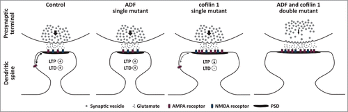 Figure 1. Schematic diagram illustrating the functions of ADF and cofilin 1 at excitatory synapses as deduced from the analyses of single and double mutant mice.Citation10,11,25,26 In ADF mutant mice, the morphology of excitatory synapses is unchanged and these mutants do not display any defects in pre- (distribution, recruitment or exocytosis of synaptic vesicles) or postsynaptic mechanisms (LTP, LTD). Conversely, dendritic spine profiles and the postsynaptic density (PSD) are both enlarged in cofilin 1 mutants, and these morphological changes are associated with reduced LTP, absence of LTD, and impaired extra-synaptic mobility of AMPA receptors (indicated by a thinner double arrow compared to the control synapse). Like in ADF mutants, presynaptic mechanisms are unchanged in cofilin 1 mutants. Compared to single mutants, dendritic spine size is further increased in double mutants lacking both ADF and cofilin 1, and double mutants display presynaptic defects that are not present in single mutants including an altered distribution, a reduced recruitment (indicated by the thinner arrow compared to control and single mutant synapses) and elevated exocytosis of synaptic vesicles. Whether AMPA receptor mobility is affected in ADF and/or double mutants, or whether LTP and LTD are impaired in double mutants has not been tested experimentally yet.
