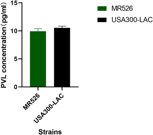 Figure 5. The PVL expression of S. aureus ST8 strains.