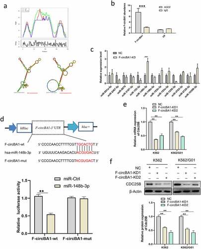 Figure 4. F-circBA1 acts as an miR-148b-3p sponge and has clinical significance. (a) Schematic representation of the secondary structure of F-cirBA1. (b) The binding ability of F-circBA1 and AGO2 was detected via AGO2 RIP and qRT-PCR analysis. (c) The expression level of the target miRNA of F-circBA1 after F-circBA1 knockdown in CML cells was detected via qRT-PCR. (d) The binding ability of F-circBA1 and miR-148b-3p was determined via luciferase assay. (e, f) The mRNA and protein expression levels of CDC25B in CML cells after F-circBA1 knockdown were detected using qRT-PCR and WB. *P < 0.05, **P < 0.01, ***P < 0.001