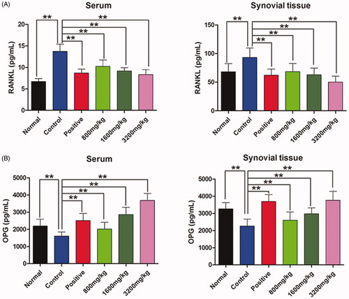 Figure 7. Effects of GSZD on the expression of RANKL (A) and OPG (B) in serum and synovial tissues. Data are the mean ± SD (n = 10), **p < 0.01 vs. control.