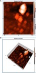 Figure 4 (A) 2D and (B) 3D atomic force microscopy of quercetin-loaded magnetic nanoparticles. Abbreviations: 2D, two dimensional; 3D, three dimensional.