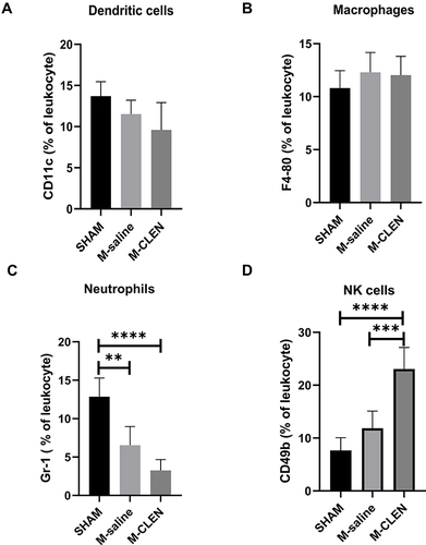 Figure 4 Innate cell subpopulations in the sham-operated and saline, β2-ARs agonist CLEN treated MCAO mice. Here shows the percentage of neutrophil, macrophage, NK cell, and dendritic cell populations in peripheral blood of sham-operated mice and mice treated with vehicle or CLEN following MCAO. (A) Neutrophils (Gr-1+) cells, (B) Macrophages (F4-80+), (C) NK cells (CD49b+), (D) Dendritic cells (CD11c+) in the blood 72 h after stroke in the SHAM, M-saline and M-CLEN groups. The sample size was n = 5 for the analysis of antigens. **p < 0.01, ***Indicates p < 0.001 and ****Indicates p < 0.0001, one-way ANOVA with Holm–Sidak correction.