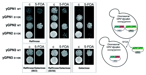 Figure 3. Plasmid shuffle complementation tests of GPNs wild-type (WT) and mutants (E112K for yGPN1 and yGPN2 and E110K for yGPN3). Cells were grown on control (C) or 5-fluoroorotic acid (FOA) medium. Cells were incubated for 3 d at 30°C with different carbon sources, such as raffinose, raffinose/galactose (98/2 and 50/50) and galactose, to trigger an increasing induction of GPN proteins expression.