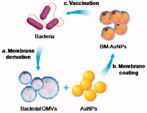 Figure 5. A schematic of how bacterial membrane-coated nanoparticles may modulate antibacterial immunity. AuNPs, gold nanoparticles; BM, bacterial membrane; OMVs, outer membrane vesicles (Gao et al., Citation2015). Copyright 2015, American Chemical Society.