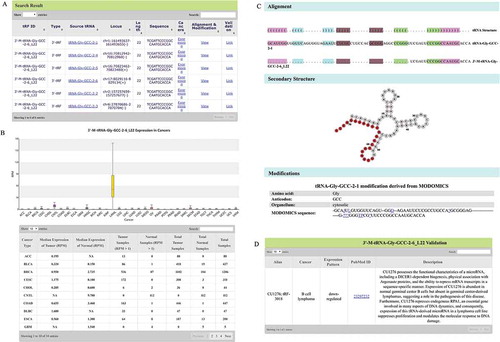 Figure 2. Search functions of OncotRF. (A) Search result of 3ʹ-M-tRNA-Gly-GCC-2-6_L22. (B) 3ʹ-M-tRNA-Gly-GCC-2-6_L22 expression in cancers. (C) Validation result of 3ʹ-M-tRNA-Gly-GCC-2-6_L22. (D) 3ʹ-M-tRNA-Gly-GCC-2-6_L22 alignment with tRNA-Gly-GCC-2-1, its position on the secondary structure of tRNA-Gly-GCC-2-1, and possible modifications of tRNA-Gly-GCC-2-1 from MODIFICS database.