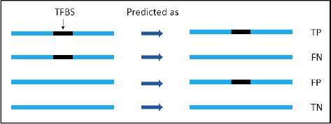 Figure 3. Visual description of true positives (TP), false positives (FP), false negatives (FN) and true negatives (TN) on binding and non-binding regions in prediction. The black region indicates binding sites and the blue stretch indicates DNA region.