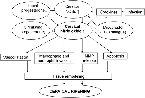 Figure 5 A simplified schematic model of the possible role of cervical nitric oxide in human cervical ripening(NOSs = nitric oxide synthases; PG = prostaglandin; MMP = matrix metalloprotease).
