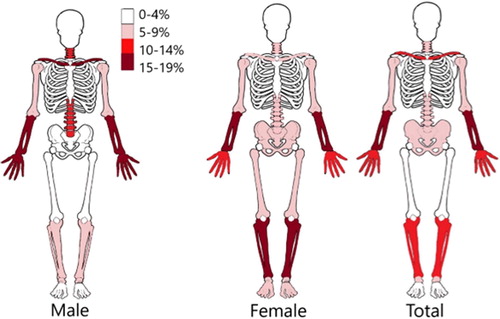 Figure 4. Percentage of fractures in each body region of the cyclist.