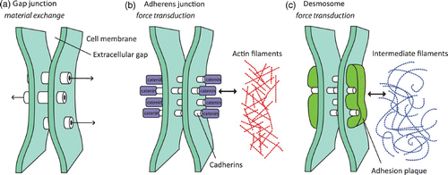 Figure 42. Different types of cell–cell junctions allow different means of intracellular communication. Gap junctions (a) allow cells in a tissue to directly exchange signaling molecules and ions. Other junction types such as adherens junctions (b) or desmosome junctions (c) establish direct links between the cytoskeletal networks of two neighboring cells. While adherens junctions link to actin filaments, the desmosome connects IFs (keratins).