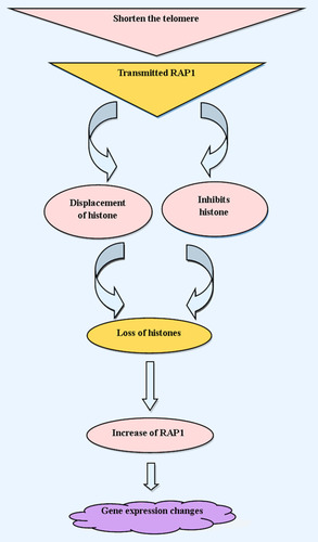 Figure 2 Schematic representations show the mechanism of ageing by telomere shortening, and RAP1 effects on histone, as well as alterations of gene expression involved in ageing.