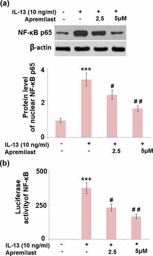 Figure 8. Apremilast ameliorated IL-13- induced activation of the transcriptional factor NF-κB. Cells were stimulated with IL-13 (10 ng/ml) in the presence and absence of Apremilast (2.5, 5 μM) for 24 hours. (a). Protein level of nuclear NF-κB p65;(b)Luciferase activity of NF-κB (***, P < 0.001 vs. vehicle group; #, ##, P < 0.05, 0.01 vs. IL-13 group)