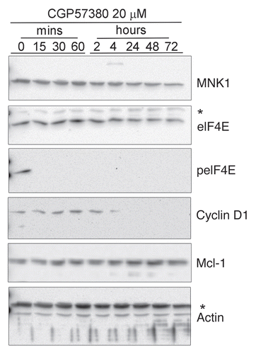 Figure 9 Abundance of MNK-regulated proteins in CGP57380-treated BT474 cells. BT474 cells were treated with CGP57380 for times as indicated. Time 0 represents DMSO vehicle control. Protein expression was determined by western blotting.