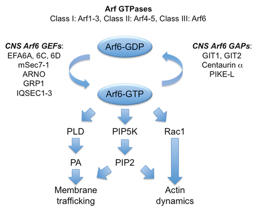 Figure 1 Role of Arf6 in neuronal development and synaptic plasticity. Small GTPases of the ADP ribosylation factor (Arf) family play a crucial role in the regulation of vesicular transport, organelle structure, lipid modification, membrane trafficking and actin dynamics.Citation26 In mammals there are six ubiquitously expressed genes/paralogs, divided into three classes based on sequence similarity (Class I: Arf1–3, Class II: Arf4–5, Class III: Arf6). Class I and II Arfs are localised to the Golgi and endosomal compartments. By contrast, Arf6 is localised to cell periphery in association with the plasma membrane and a subset of endosomes.Citation27 The exchange of GDP for GTP on Arfs is catalysed by guanine nucleotide exchange factors (GEFs). There are at least fifteen ArfGEFs in the human genome,Citation28 each characterised by a catalytic Sec7 domain with sequence identity to the yeast ArfGEF sec7p. Active Arf6 (Arf6-GTP) activates several downstream effectors such as phospholipase D (PLD), phosphatidylinositol-4-phosphate 5-kinases (PIP5K) and Rac1, leading to changes in membrane trafficking and actin dynamics. PA, phosphatidic acid; PIP2, phosphatidylinositol bisphosphate. Modified from reference Citation29.