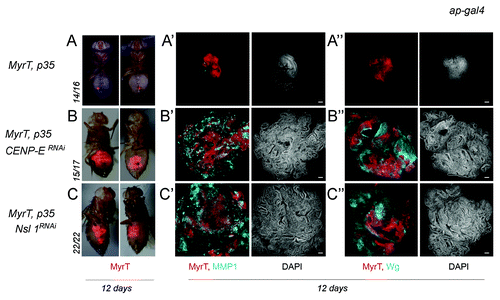 Figure 3. Depletion of CENP-E or Nsl1 drives tumor-like growth in allograft transplants. (A–C) Micrographs of adult flies carrying MyrT-labeled (red) implants of the indicated genotypes. Pictures were taken 12 d after implantation, and ratios indicating the reproducibility of the phenotype are shown. (A’–C”) Allograft transplants of the indicated genotypes stained to visualize MMP1 (a'–c', blue), Wg (A”–C”, blue), MyrT (red) expression, and DAPI (blue or white). Transplants were extracted 12 d after implantation. Bar in (a’–c”) represents 50 µm. Genotypes: ap-gal4,UAS-myrT/+; UAS-p35/+ (A–A”); ap-gal4,UAS-myrT/+; UAS-CENP-ERNAi/UAS-p35 (B–B”); ap-gal4,UAS-myrT/UAS-Nsl1RNAi; UAS-p35/+ (C–C”). d, days.