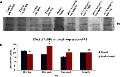 Figure 5 The effect of AuNPs exposure on the expression level of PS: Western blot analysis performed with antibodies against PS at one day, one week, one month and two months post-injection of AuNPs in lung tissue of rats. (A) A representative image of the PVDF membrane of Western blot analysis showed protein bands of PS at the expected size of 75 KDa; (B) Graphical representation showed the densitometric quantitation of the Western blot band intensities of PS. Data were expressed as means ± SEM (n=4) of triplicate experiments. Groups having different letters are significantly different from each other at p<0.05. Groups having (*) are significantly different compared with their control groups at p<0.05.