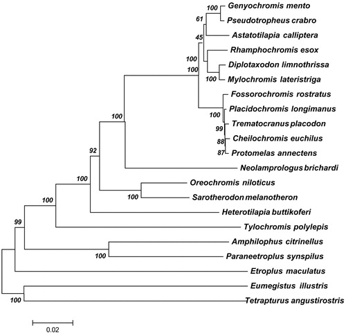 Figure 1. The phylogenetic relationships among 21 mitochondrial genomes. For each node, the bootstrap support was calculated using 1000 replicates. GenBank accession numbers of mitochondrial genomes used in this phylogeny analysis were listed: Genyochromis mento (JN628858); Pseudotropheus crabro (JN628854); Astatotilapia calliptera (JN628855); Rhamphochromis esox (JN628860); Placidochromis longimanus (KT309044); Diplotaxodon limnothrissa (JN628851); Mylochromis lateristriga (JN628851); Fossorochromis rostratus (KT290557); Placidochromis longimanus (KT309044); Trematocranus placodon (JN628850); Cheilochromis euchilus (JN252050); Protomelas annectens (KT188786); Neolamprologus brichardi (AP006014); Oreochromis niloticus (GU238433); Sarotherodon melanotheron (JF894132); Heterotilapia buttikoferi (KF866133); Tylochromis polylepis (AP009509); Amphilophus citrinellus (KJ081546); Paraneetroplus synspilus (KF879808); Etroplus maculatus (AP009505); Eumegistus illustris (AP012497); Tetrapturus angustirostris (AB470303).