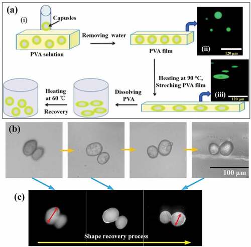 Figure 5. Capsule memory behavior: (a) (i) Schematic illustration of SMPU microcapsule shape programming processes, (ii) original shape of optical microscope images of SMPU capsules with fluorescent dye, (iii) stretched shape of optical microscope images of SMPU capsules with fluorescent dye (stretching to 100% at 90°C), (b) Shape recovery behavior of MDI-based SMPU capsules at 40°C, (c) Shape recovery behavior of MDI-based SMPU capsules under the fluorescence microscope. The ratio of MDI, PEG, and BDO is 6:1:5.