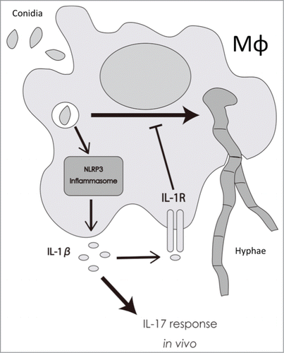 Figure 7. Proposed model for the role of IL-1β in response to T.rubrum. Macrophages phagocytose T.rubrum, leading to the activation of NLRP3 inflammasome and, consequently, to IL-1β production. By your turn, IL-1β, signaling through IL-1R, delays fungal development into hyphae inside the macrophages and also helps to shape the IL-17 response in vivo.