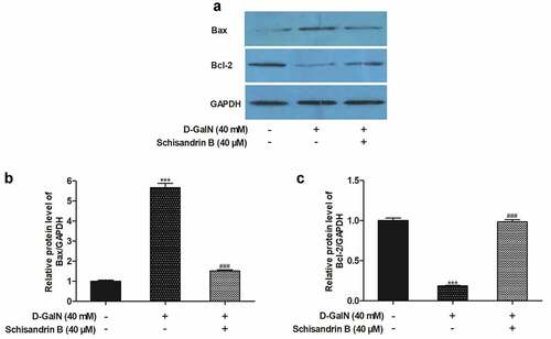 Figure 5. Effects of schisandrin B on the protein expression of Bax and Bcl-2 in D-GalN-induced L02 cells. (a) Representative immunoblots for the Bax and Bcl-2, and GAPDH proteins; (b, c) The relative protein expression levels of Bax/GAPDH, Bcl-2/GAPDH. The data on quantified protein expressions were normalized by related GAPDH (fold change of control). The protein expression was detected by Western blot analysis. Data are expressed as mean±SEM. Compared with control, ***P < 0.001; compared with D-GalN, ###P < 0.001