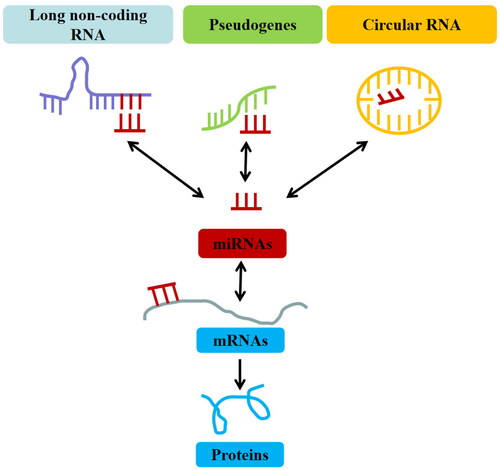 Figure 1. The concept and types of the competitive endogenous RNAs (ceRNAs).