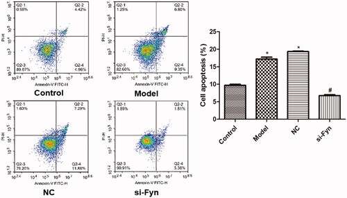Figure 4. The apoptosis of OLs in various groups which was assessed by flow cytometry. Normal cultured cells served as the Control. In the Model group, cells were cultured in Mg-free extracellular fluid for 3 h and then cultured in the original medium. In the NC group, cells were transfected with Fyn siRNA NC and then modeled. In the si-Fyn group, cells were transfected with Fyn siRNA and then modeled. *p < .05 vs. Control; #p < .05 vs. Model.