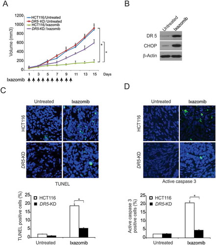 Figure 6. DR5-mediated antitumor effect of ixazomib in vivo. (A) Nude mice were injected s.c. with 4 × 106 parental or DR5-KD HCT116 cells. After 1 week, mice were oral gavaged with 20 mg/kg ixazomib or the vehicle control for 10 consecutive days. Tumor volume at indicated time points after treatment was calculated and plotted with p values, n = 6 in each group. Arrows indicate ixazomib injection. (B) Mice with parental HCT116 xenograft tumors were treated with 20 mg/kg ixazomib or the vehicle as in (A) for 4 consecutive days. The levels of CHOP and DR5 in randomly selected tumors were analyzed by western blotting. (C) Paraffin-embedded sections of parental or DR5-KD tumor tissues from mice treated as in (B) were analyzed by TUNEL staining. Upper, representative TUNEL staining pictures; Lower, TUNEL-positive cells were counted and plotted. (D) Tissue sections from (C) were analyzed by active caspase 3 staining. Upper, representative staining pictures; Lower, active caspase 3-positive cells were counted and plotted. In (C)–(D), results were expressed as means ± SD of 3 independent experiments. *, P < 0.05.